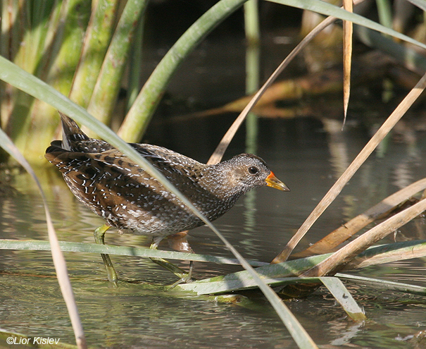ברודית גדולה  Spotted Crake Porzana porzana                           הבטיחה, נובמבר 2007.צלם:ליאור כסלו
